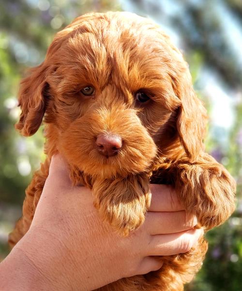 Nala